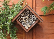 Pszczoły i ich dom
