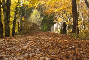 autumn-forest-1407044-m