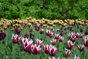flowers---tulips-1393848-m
