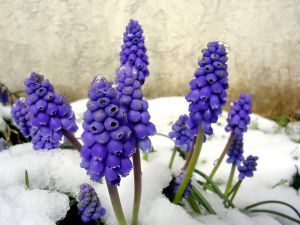 grape-hyacinth-in-snow-742364-m